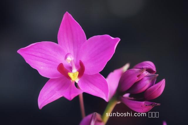 朱蘭茶葉的作用與功效