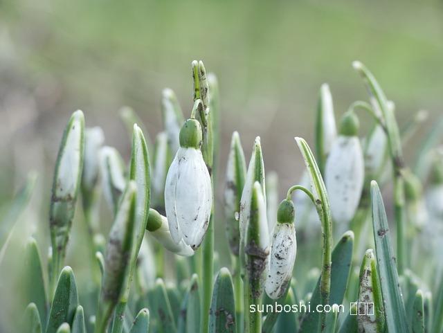 白土瓜的功效與作用-白土瓜生吃的功效與作用
