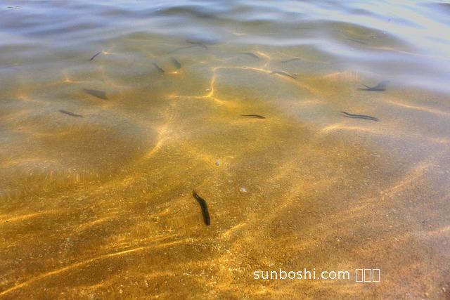 夢見魚泥鰍-夢見鯽魚泥鰍