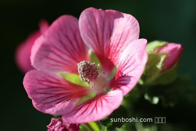 芙蓉花根的功效與作用