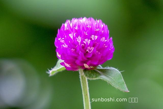 千日紫的功效與作用