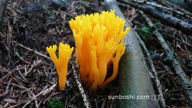 尼麥角林片的功效與作用-長(zhǎng)春尼麥角林片功效與作用