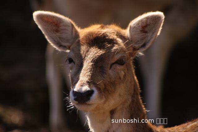 西紅市汁的功效與作用