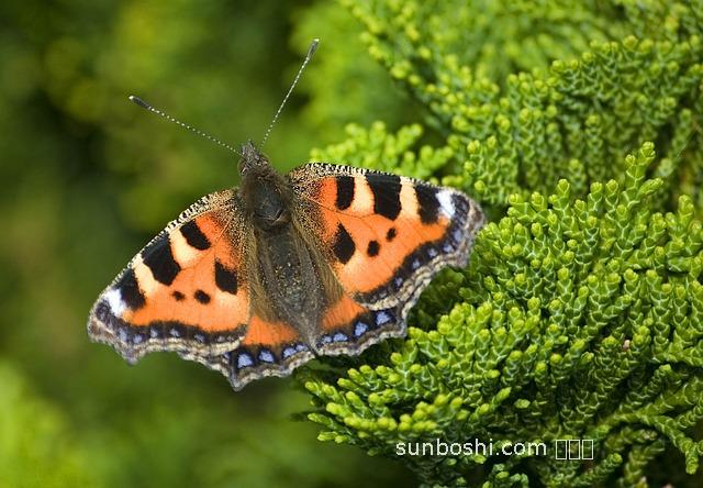 阿麻籽油的功效與作用