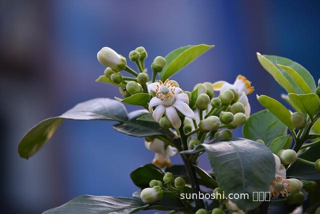 白色葡萄柚的功效與作用