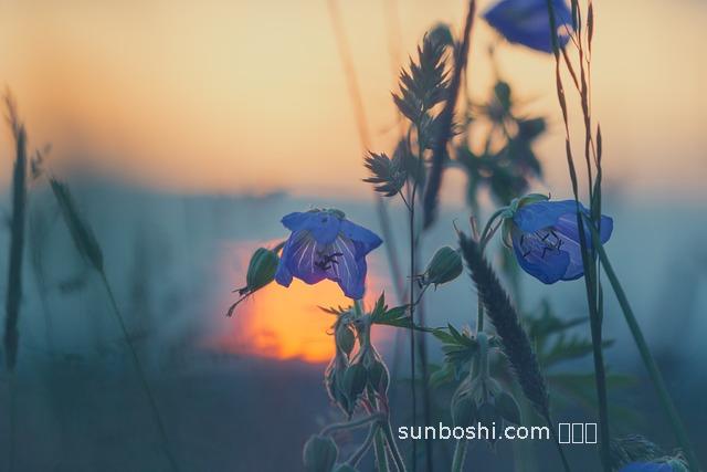 靈莖孢子粉功效與作用