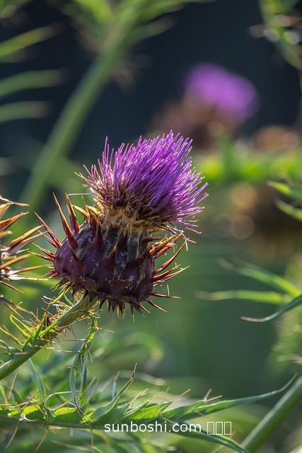 夢見放驢-夢見放驢放牛-夢見朋友放驢