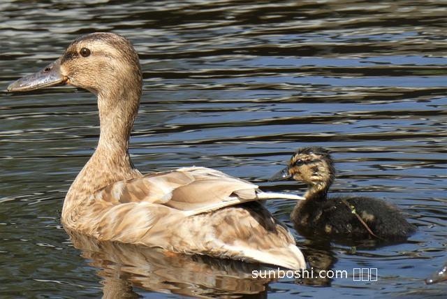 夢見一只鴨-夢見一只鴨子-夢見抓了一只鴨子