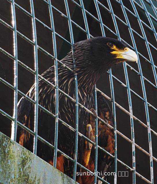夢見養(yǎng)鷹-夢見喂養(yǎng)鷹-夢見養(yǎng)鷹仔