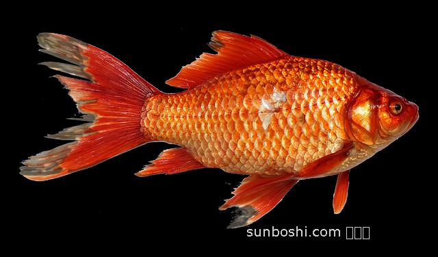 夢見小金魚-孕婦夢見小金魚-夢見一條小金魚