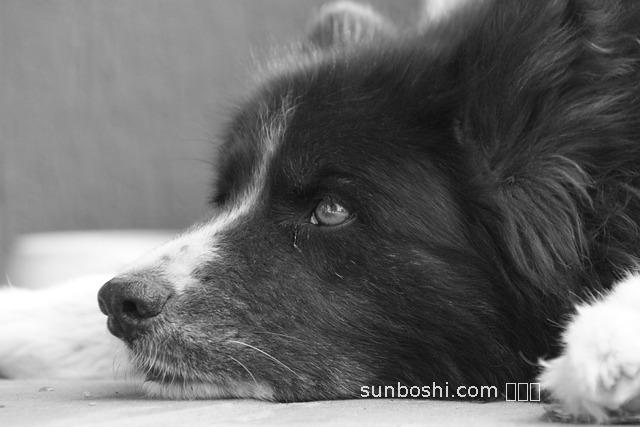 夢(mèng)見(jiàn)被狗熊追