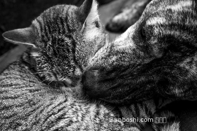 夢(mèng)見(jiàn)和狗一起睡覺(jué)