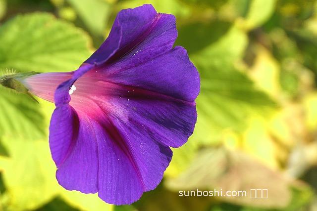 夢見刮很大的風-女人夢見刮很大的風-孕婦夢見刮很大的風