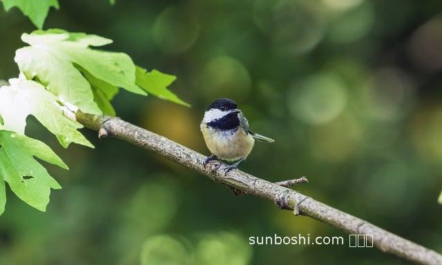 夢(mèng)見(jiàn)黑頭-夢(mèng)見(jiàn)黑頭發(fā)-夢(mèng)見(jiàn)拔黑頭