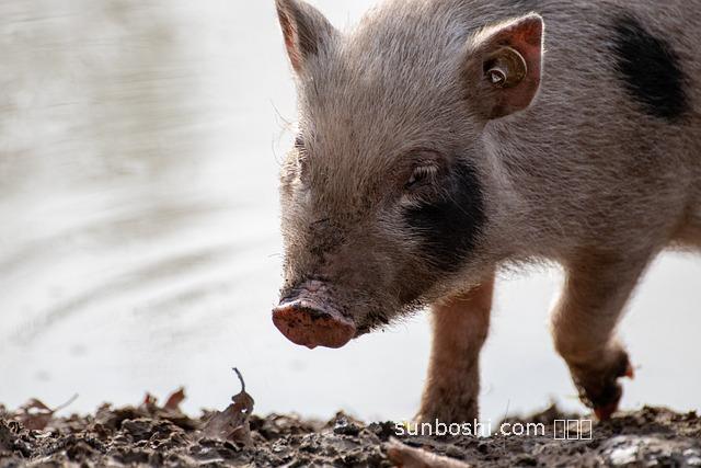 夢見年獸-夢見坐年獸