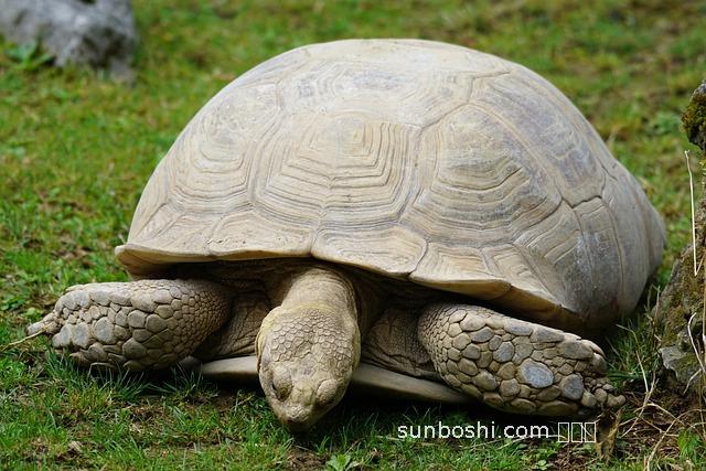 夢見特別大的烏龜-夢見一只特別大的烏龜
