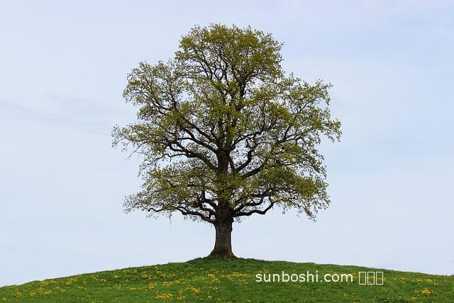夢見四季-夢見四季豆-夢見好多四季豆