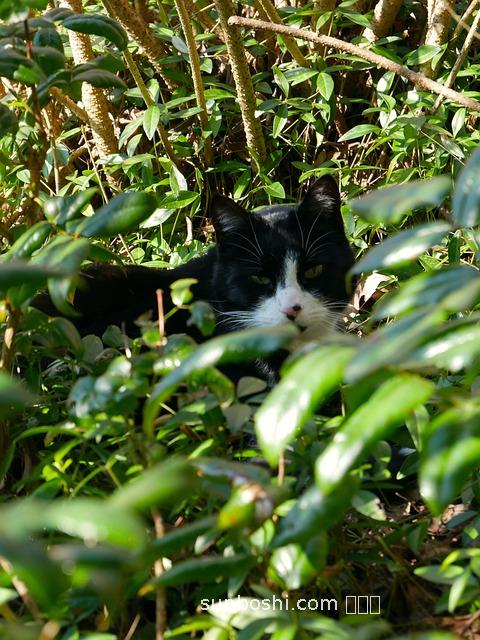 夢見公老鼠-老婆懷孕老公夢見老鼠-老公夢見老鼠什么預兆