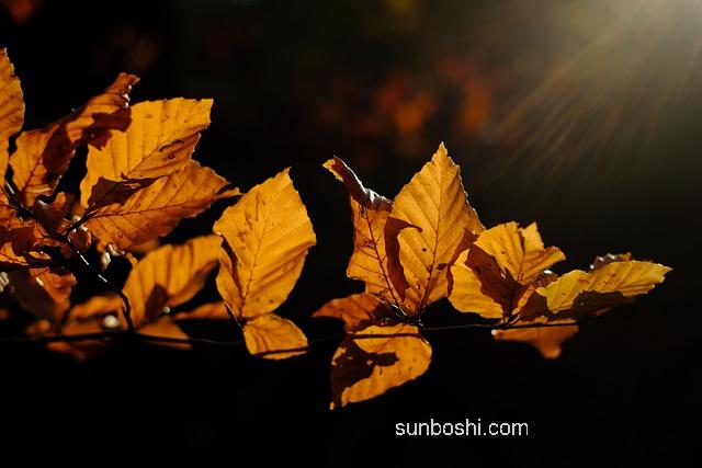 夢(mèng)見掏耳勺