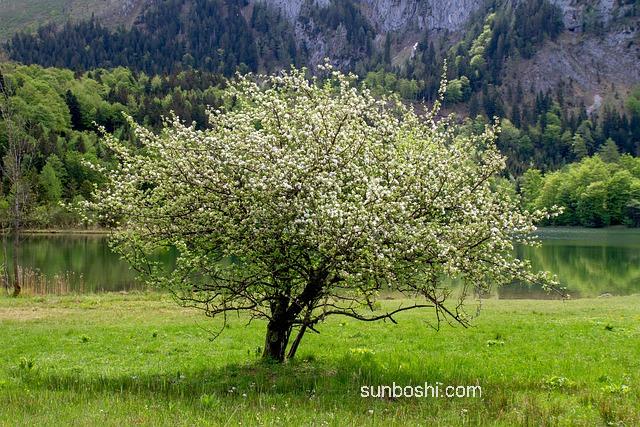 夢見樹茂盛-夢見大樹茂盛-夢見綠樹茂盛