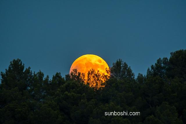 泡月月紅的功效與作用