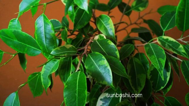 土霉素的功效與作用有哪些-土霉素鈣的功效與作用-土霉素10功效與作用