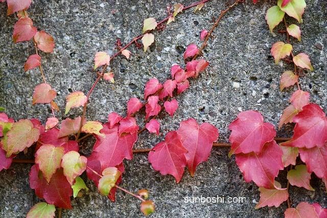 仙力素針的功效與作用