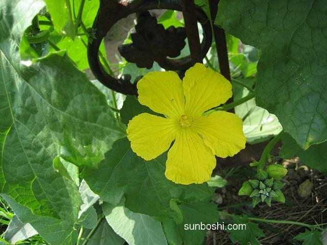 絲瓜藤汁的功效與作用