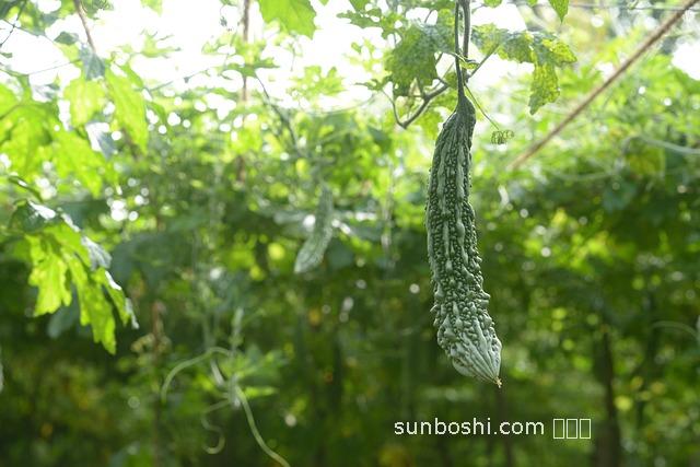 苦瓜茶的功效與作用及禁忌-苦瓜茶的功效與作用法-苦瓜茶功效與作用 經(jīng)驗(yàn)
