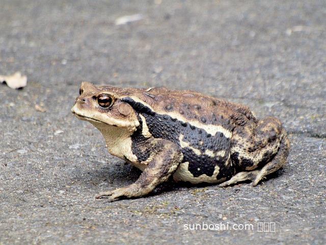 夢見大青蛙-夢見很大的青蛙-女人夢見大青蛙